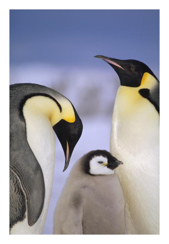 Emperor Penguin pair with chick, Atka Bay, Princess Martha Coast, Weddell Sea, Antarctica-Paper Art-18"x26"