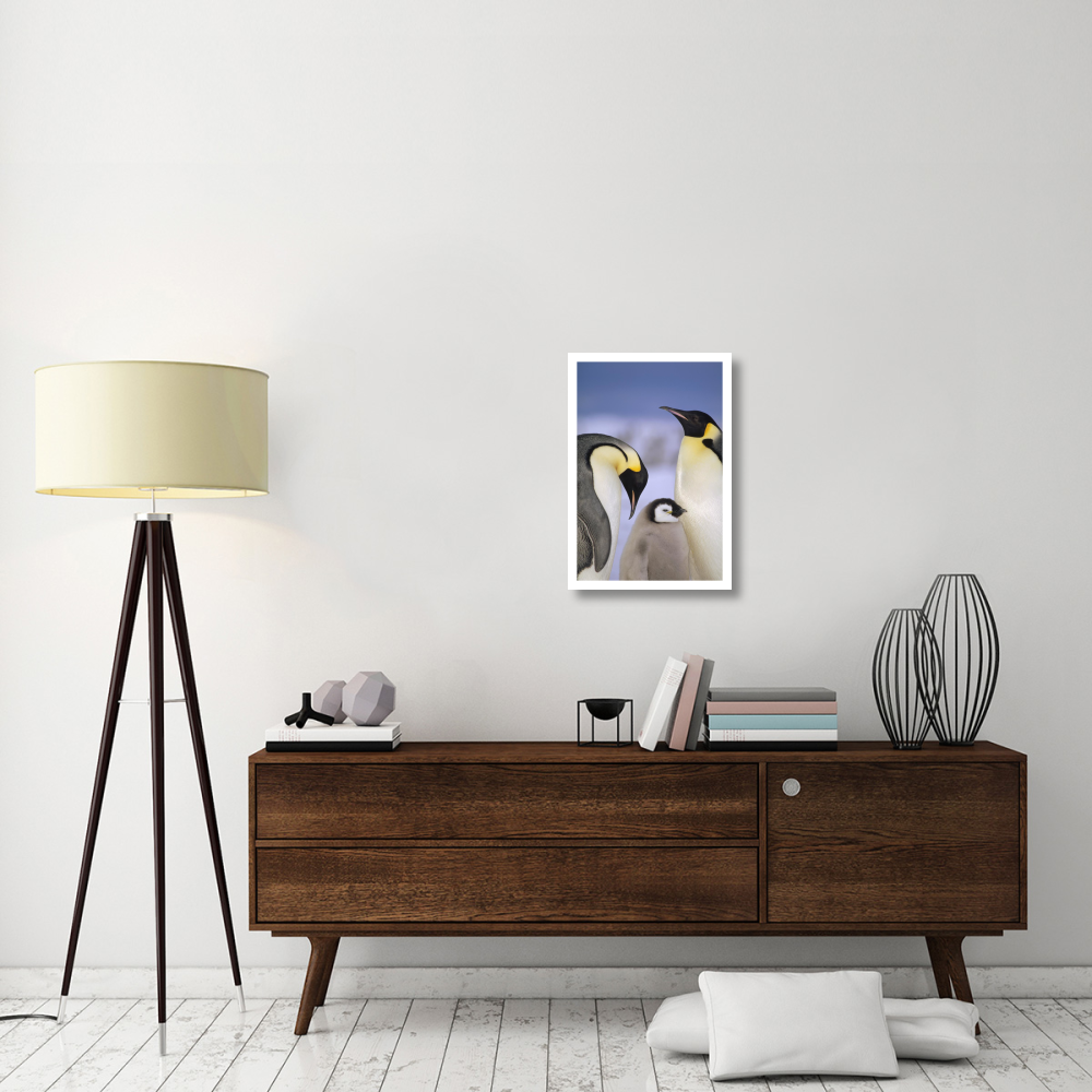 Emperor Penguin pair with chick, Atka Bay, Princess Martha Coast, Weddell Sea, Antarctica-Paper Art-18&quotx26"