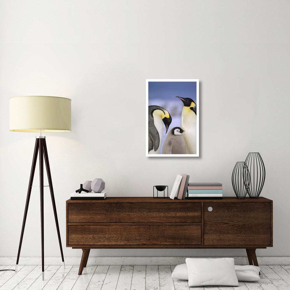 Emperor Penguin pair with chick, Atka Bay, Princess Martha Coast, Weddell Sea, Antarctica-Paper Art-22&quotx32"