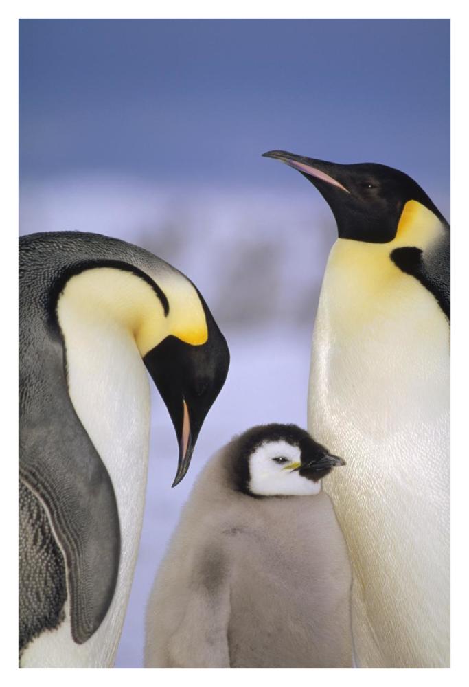 Emperor Penguin pair with chick, Atka Bay, Princess Martha Coast, Weddell Sea, Antarctica-Paper Art-26"x38"