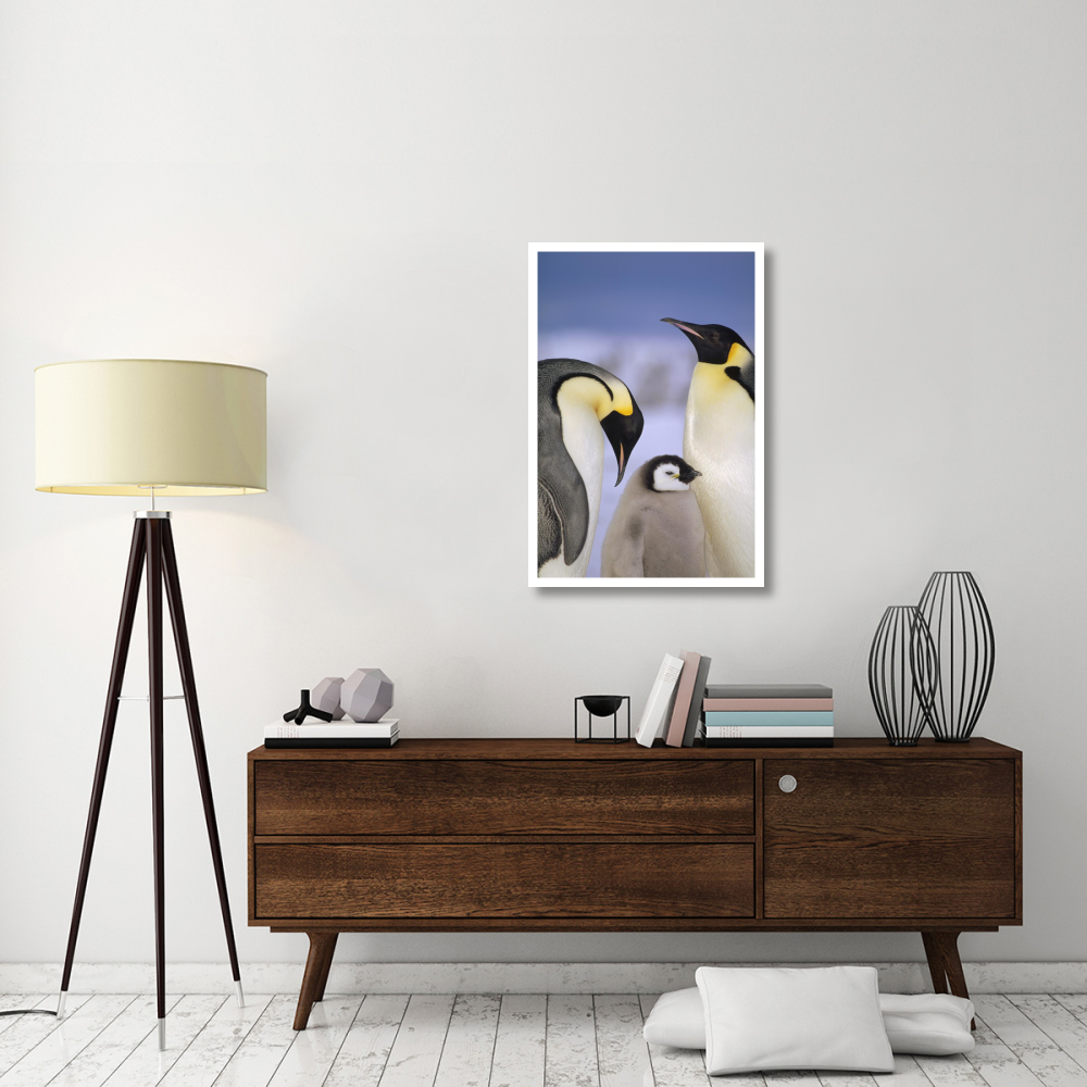Emperor Penguin pair with chick, Atka Bay, Princess Martha Coast, Weddell Sea, Antarctica-Paper Art-26&quotx38"