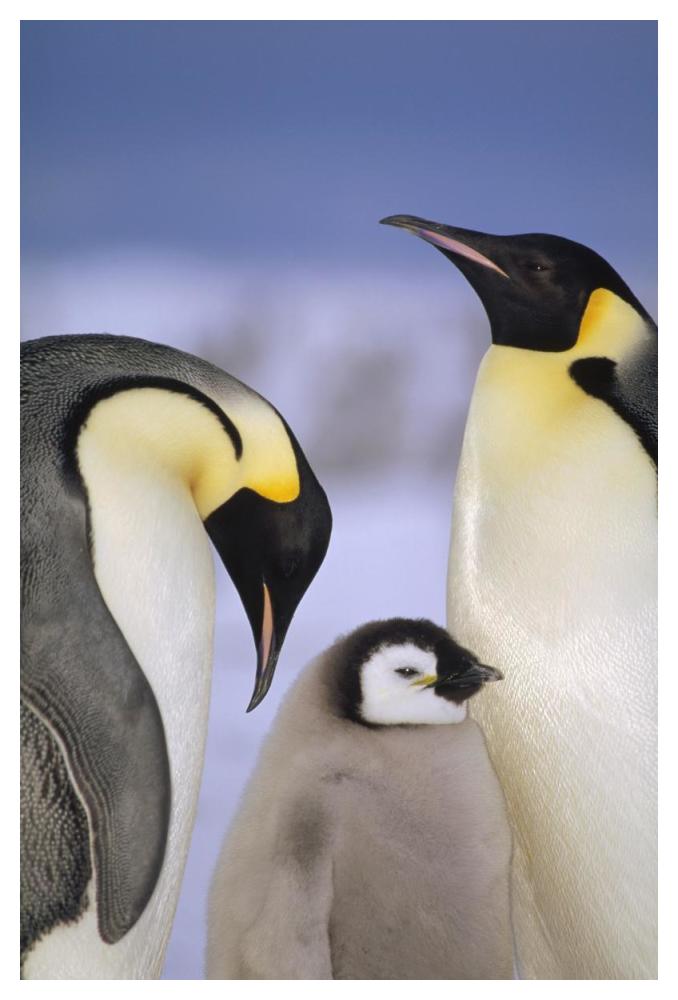 Emperor Penguin pair with chick, Atka Bay, Princess Martha Coast, Weddell Sea, Antarctica-Paper Art-34"x50"