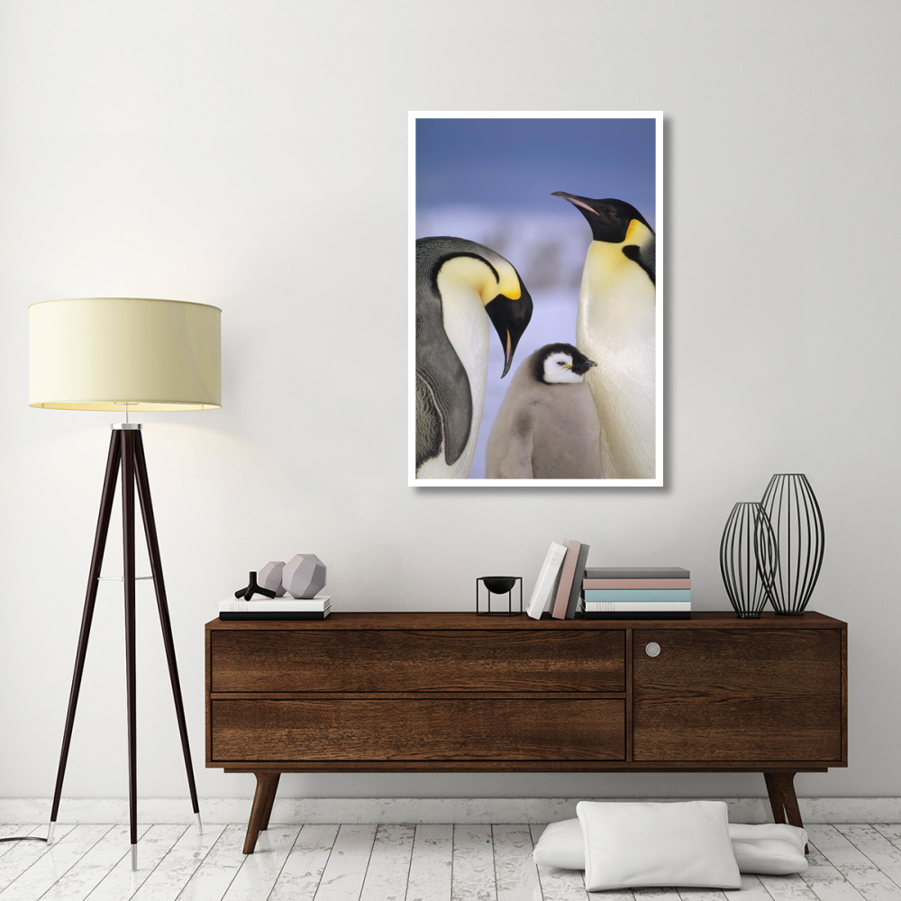 Emperor Penguin pair with chick, Atka Bay, Princess Martha Coast, Weddell Sea, Antarctica-Paper Art-34&quotx50"