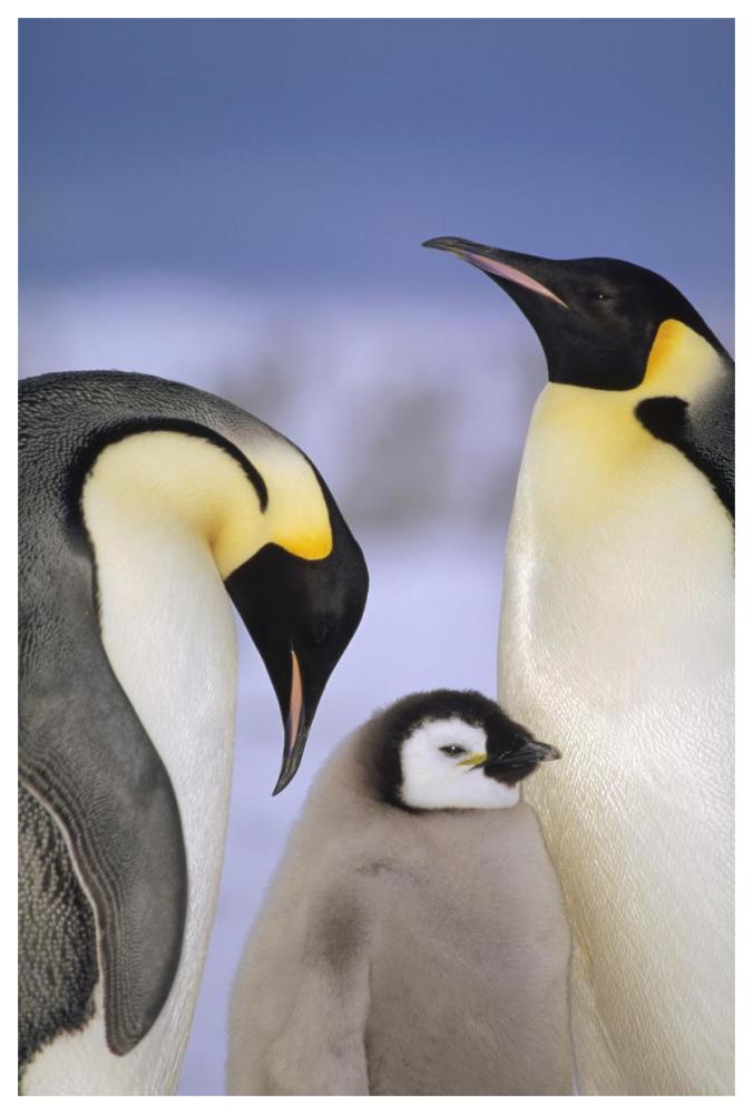 Emperor Penguin pair with chick, Atka Bay, Princess Martha Coast, Weddell Sea, Antarctica-Paper Art-42"x62"