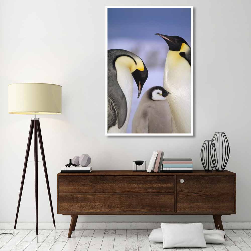Emperor Penguin pair with chick, Atka Bay, Princess Martha Coast, Weddell Sea, Antarctica-Paper Art-42&quotx62"