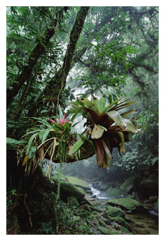 Bromeliads growing in trees along stream in Bocaina National Park, Atlantic Forest, Brazil-Paper Art-14"x20"
