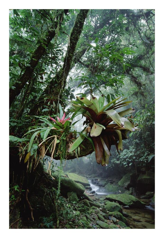 Bromeliads growing in trees along stream in Bocaina National Park, Atlantic Forest, Brazil-Paper Art-18"x26"