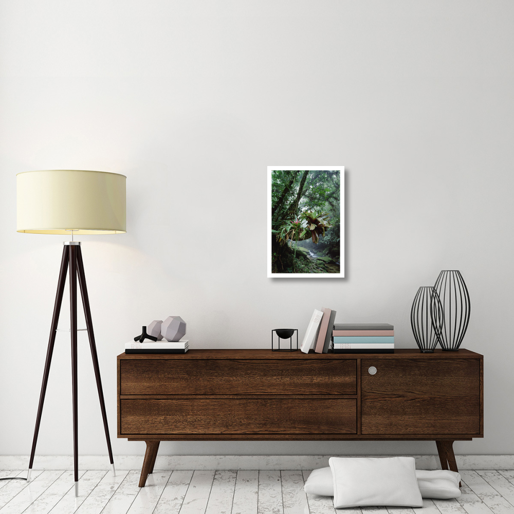 Bromeliads growing in trees along stream in Bocaina National Park, Atlantic Forest, Brazil-Paper Art-18&quotx26"