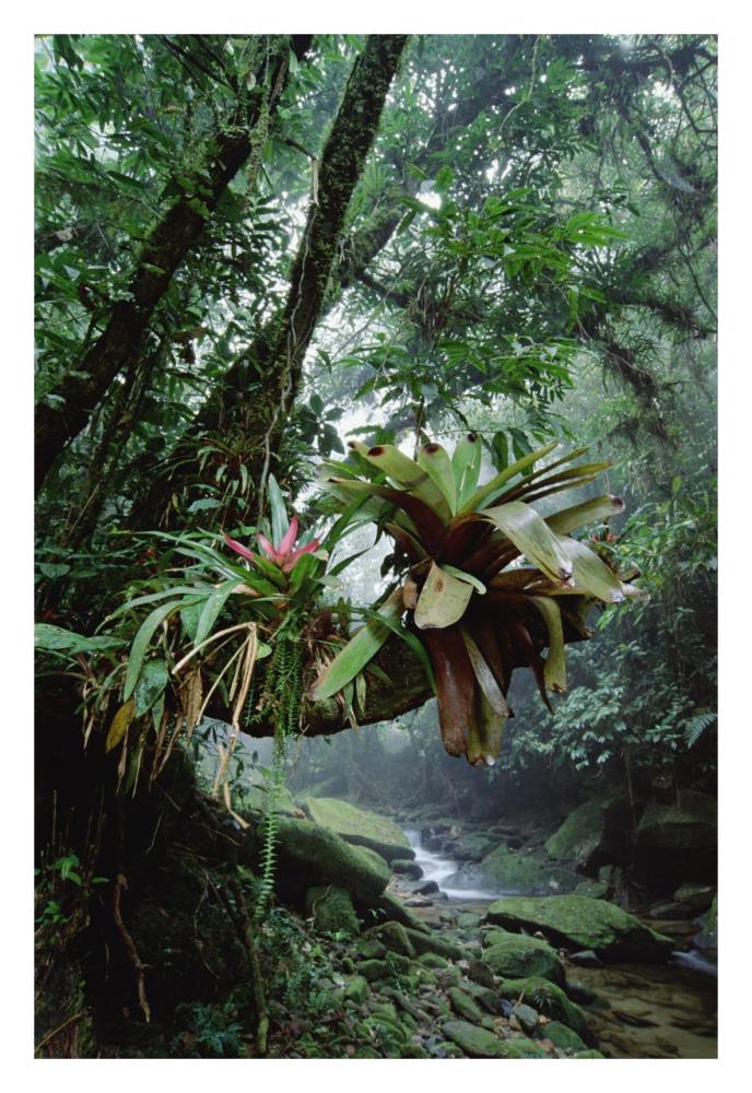 Bromeliads growing in trees along stream in Bocaina National Park, Atlantic Forest, Brazil-Paper Art-22"x32"