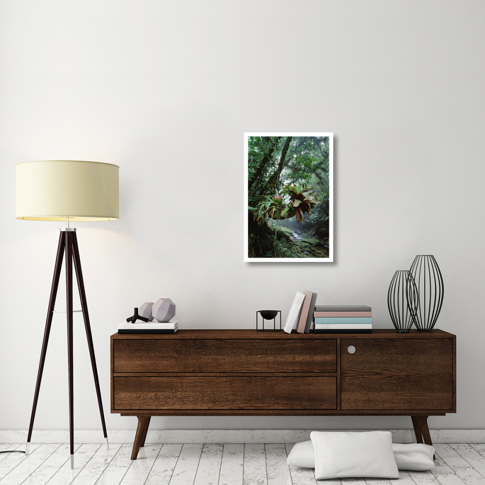 Bromeliads growing in trees along stream in Bocaina National Park, Atlantic Forest, Brazil-Paper Art-22&quotx32"