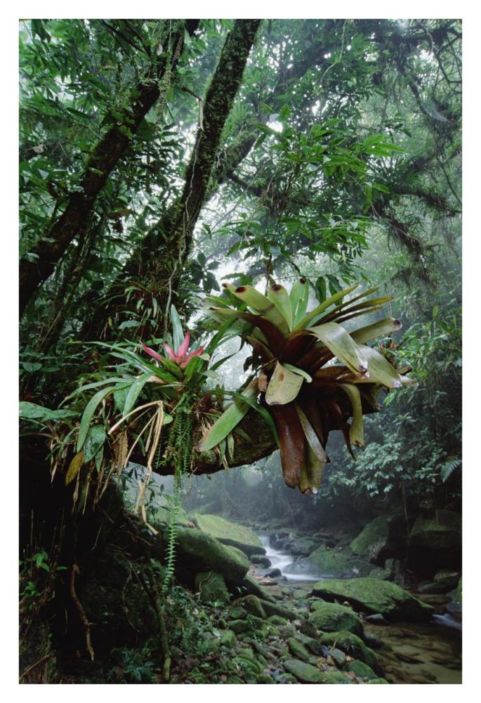 Bromeliads growing in trees along stream in Bocaina National Park, Atlantic Forest, Brazil-Paper Art-26"x38"