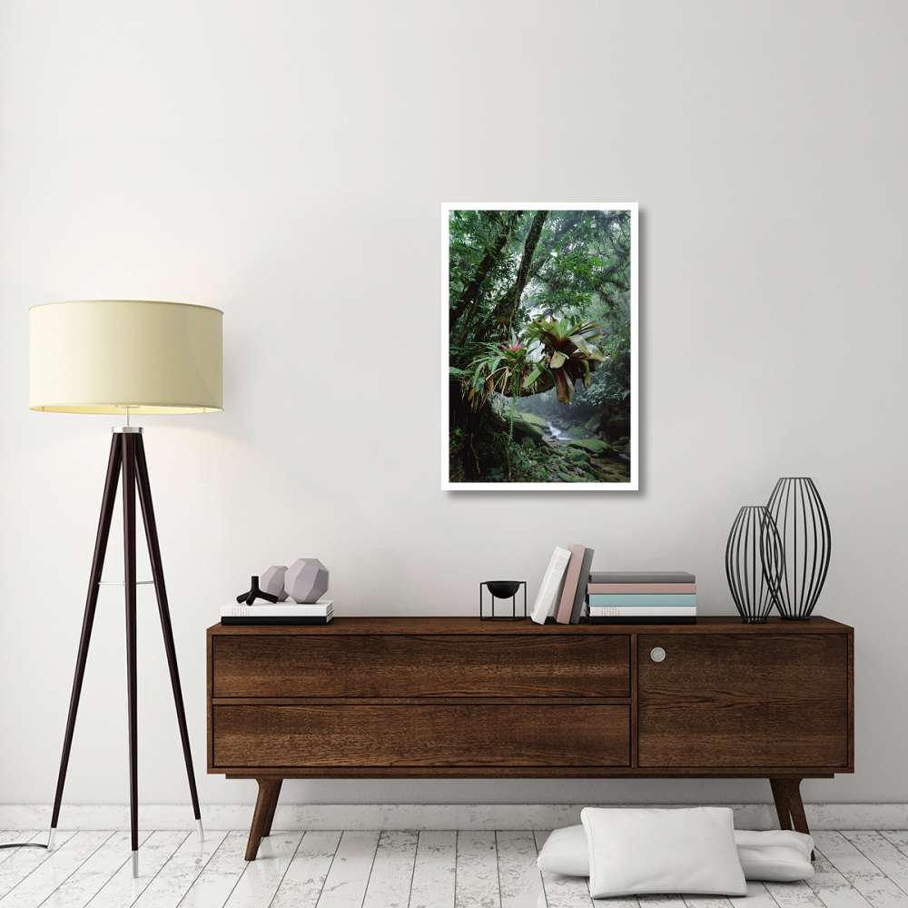 Bromeliads growing in trees along stream in Bocaina National Park, Atlantic Forest, Brazil-Paper Art-26&quotx38"