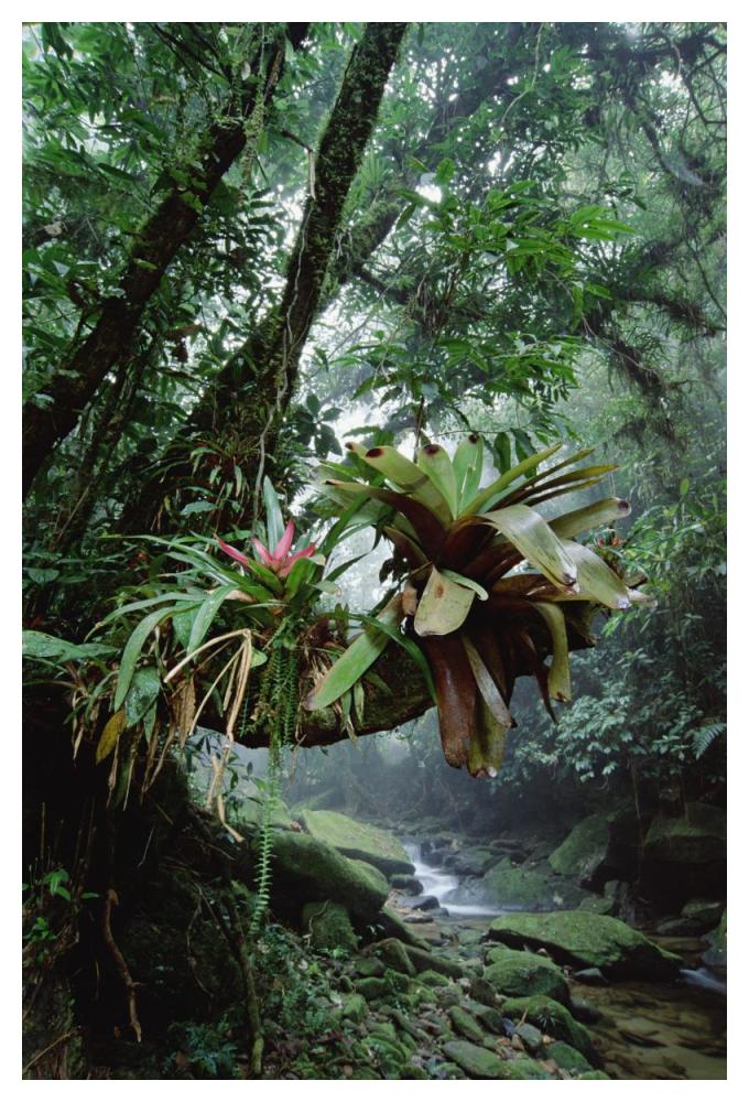 Bromeliads growing in trees along stream in Bocaina National Park, Atlantic Forest, Brazil-Paper Art-34"x50"