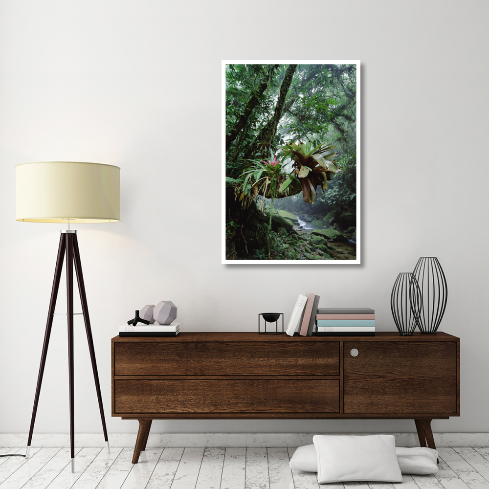 Bromeliads growing in trees along stream in Bocaina National Park, Atlantic Forest, Brazil-Paper Art-34&quotx50"