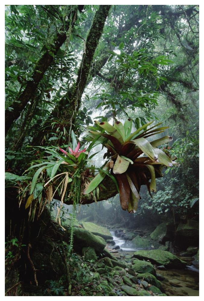 Bromeliads growing in trees along stream in Bocaina National Park, Atlantic Forest, Brazil-Paper Art-42"x62"