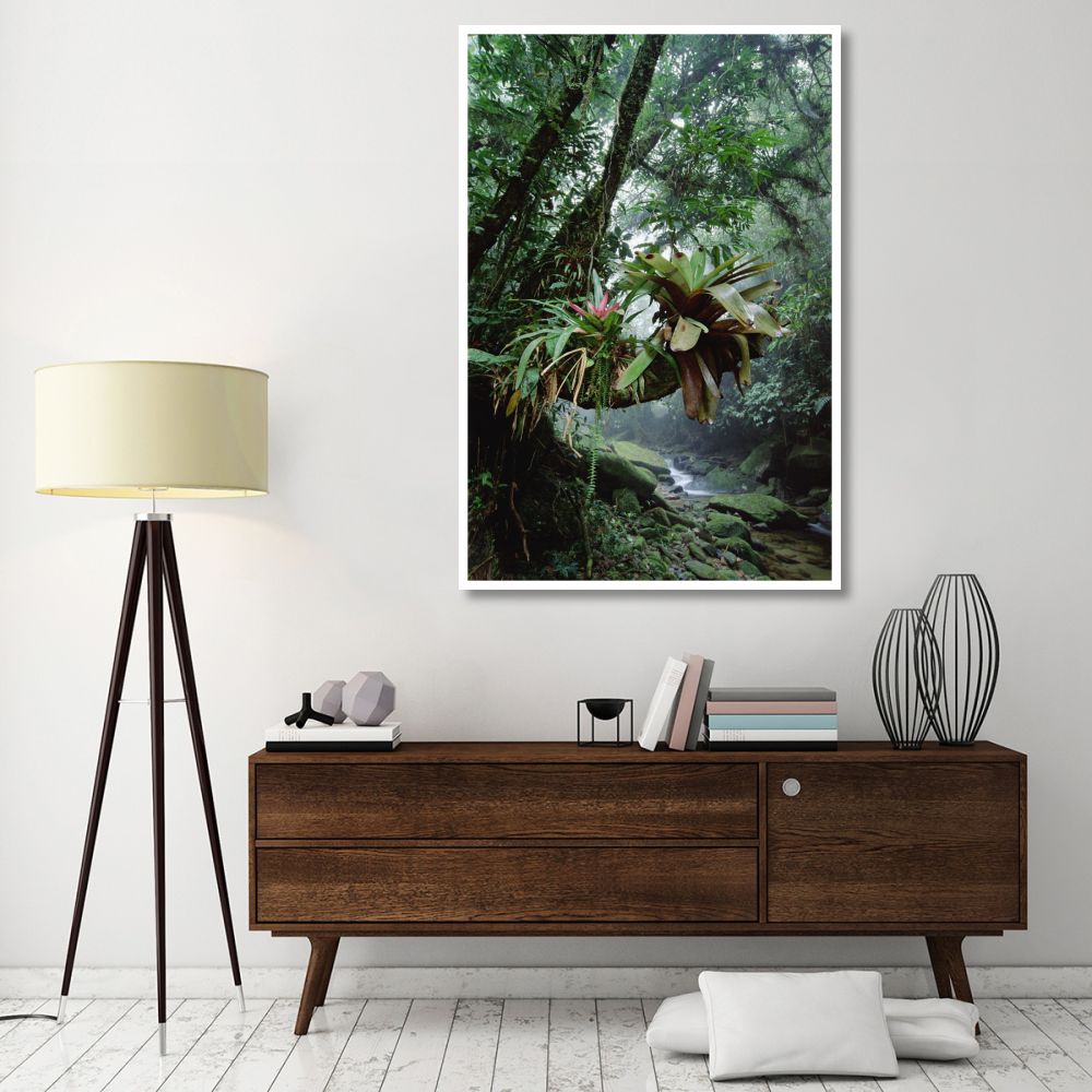 Bromeliads growing in trees along stream in Bocaina National Park, Atlantic Forest, Brazil-Paper Art-42&quotx62"