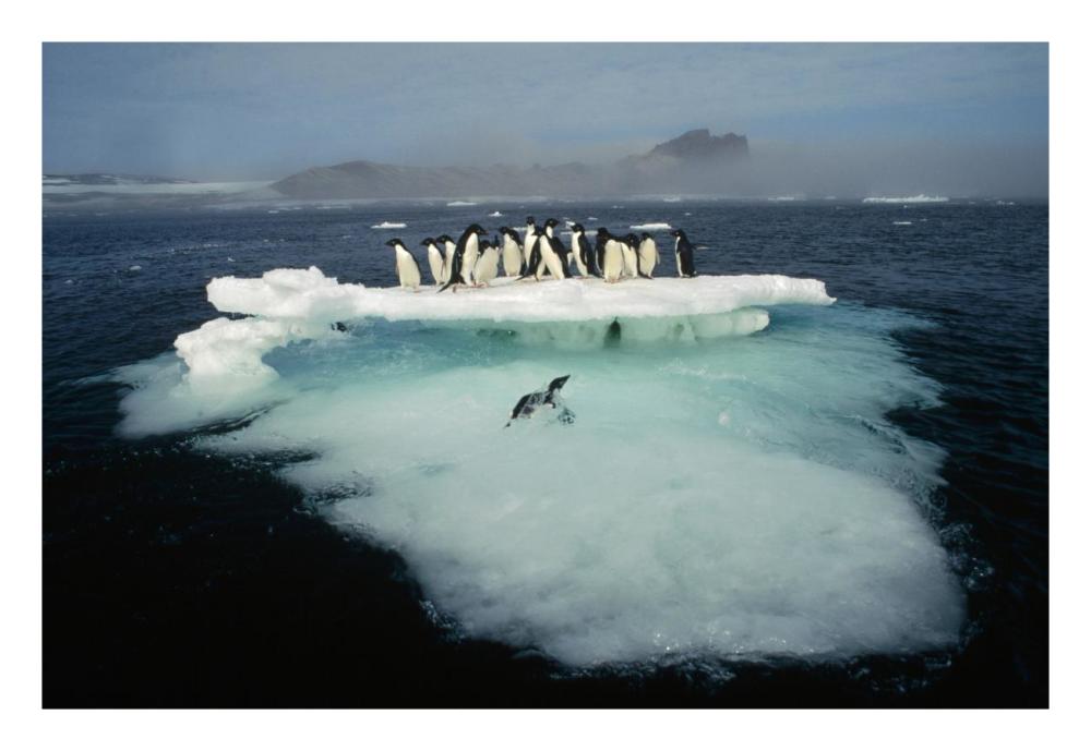 Adelie Penguin crowding on melting summer ice floe, Possession Island, Ross Sea, Antarctica-Paper Art-26"x18"