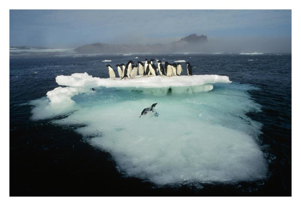 Adelie Penguin crowding on melting summer ice floe, Possession Island, Ross Sea, Antarctica-Paper Art-32"x22"