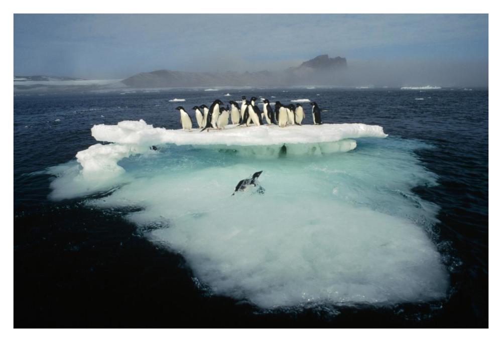 Adelie Penguin crowding on melting summer ice floe, Possession Island, Ross Sea, Antarctica-Paper Art-38"x26"
