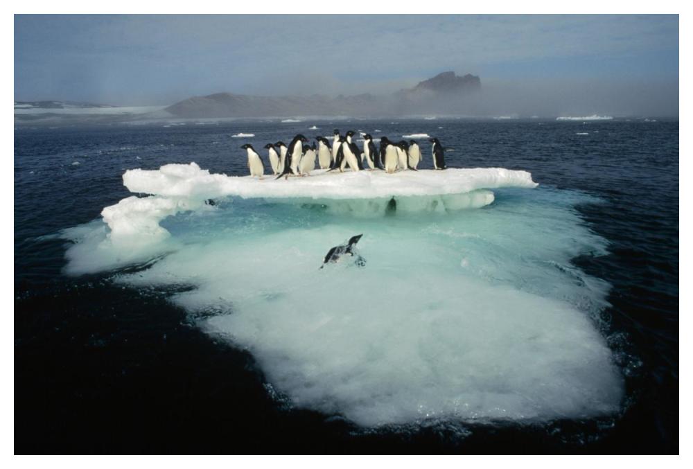 Adelie Penguin crowding on melting summer ice floe, Possession Island, Ross Sea, Antarctica-Paper Art-50"x34"