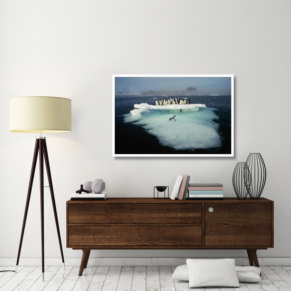 Adelie Penguin crowding on melting summer ice floe, Possession Island, Ross Sea, Antarctica-Paper Art-50&quotx34"
