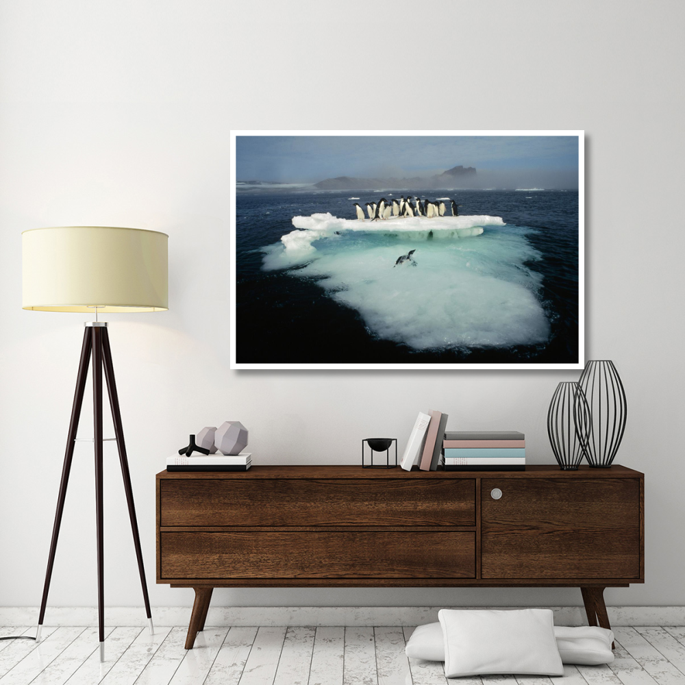 Adelie Penguin crowding on melting summer ice floe, Possession Island, Ross Sea, Antarctica-Paper Art-62&quotx42"