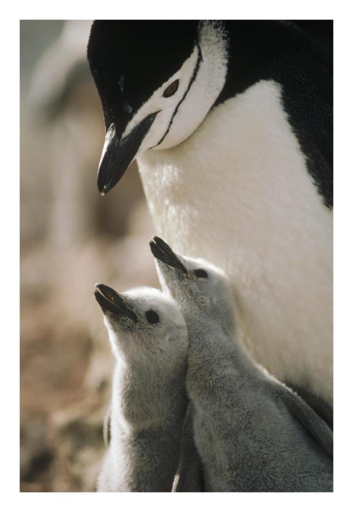 Chinstrap Penguin bowing over twin chicks Nelson Island, South Shetland Islands, Antarctica-Paper Art-18"x26"