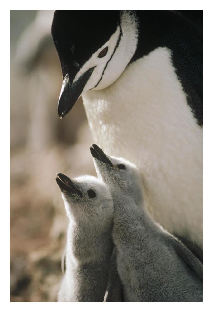 Chinstrap Penguin bowing over twin chicks Nelson Island, South Shetland Islands, Antarctica-Paper Art-22"x32"