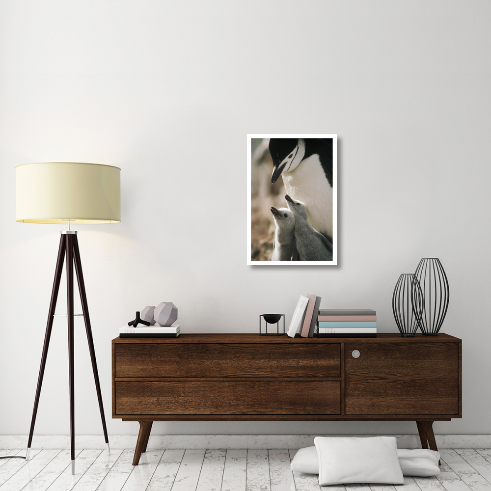 Chinstrap Penguin bowing over twin chicks Nelson Island, South Shetland Islands, Antarctica-Paper Art-22&quotx32"