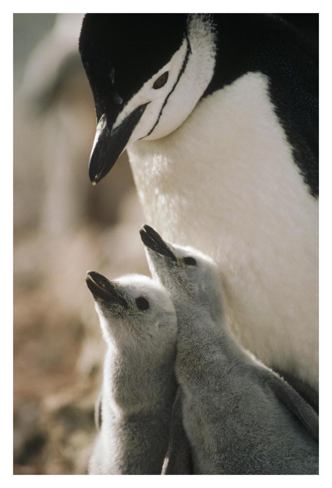 Chinstrap Penguin bowing over twin chicks Nelson Island, South Shetland Islands, Antarctica-Paper Art-26"x38"