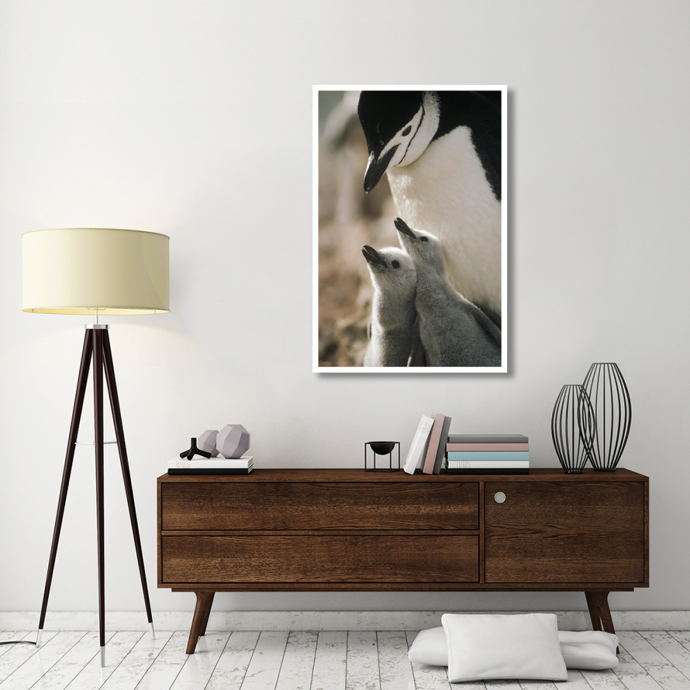 Chinstrap Penguin bowing over twin chicks Nelson Island, South Shetland Islands, Antarctica-Paper Art-34&quotx50"