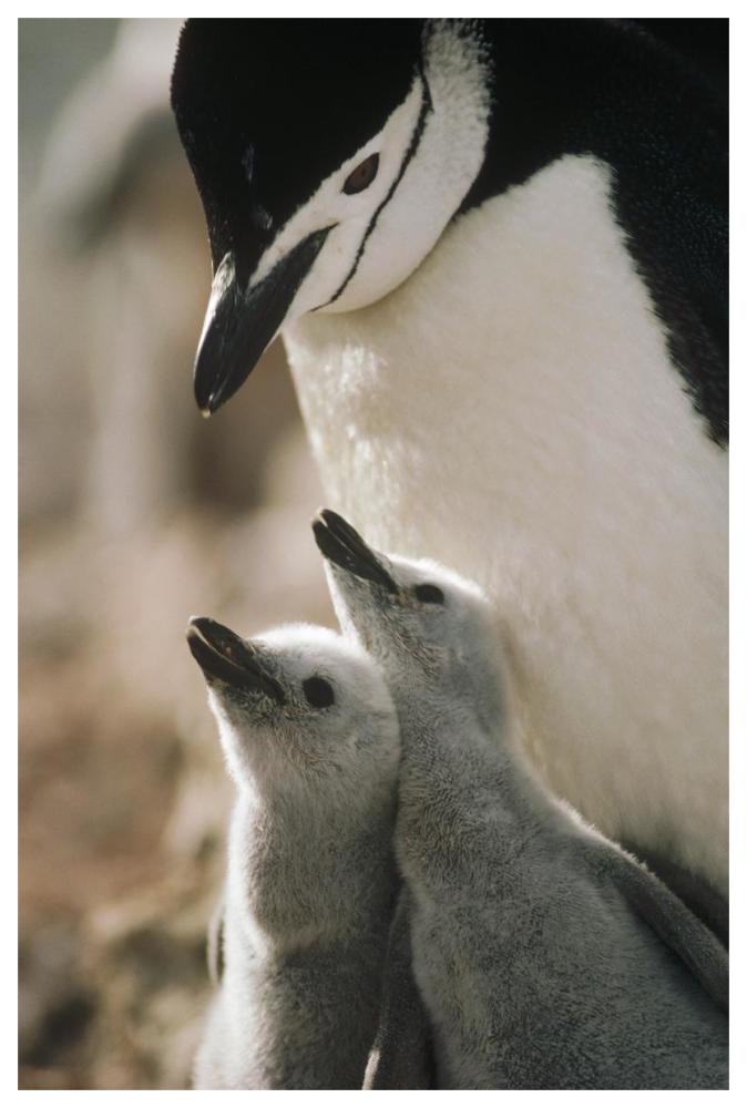 Chinstrap Penguin bowing over twin chicks Nelson Island, South Shetland Islands, Antarctica-Paper Art-42"x62"