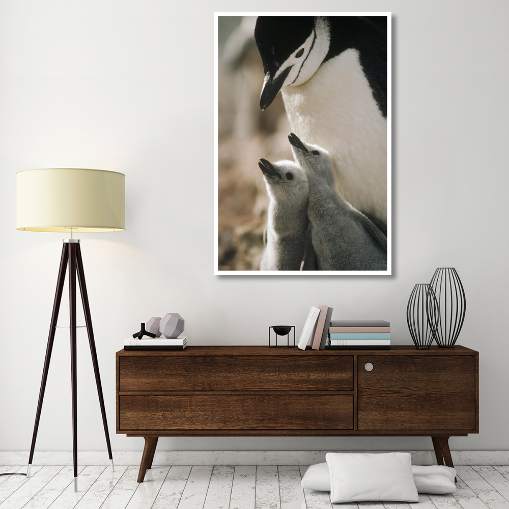 Chinstrap Penguin bowing over twin chicks Nelson Island, South Shetland Islands, Antarctica-Paper Art-42&quotx62"