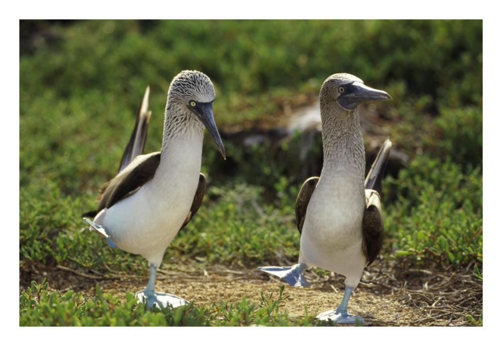 Blue-footed Booby pair performing courtship dance, Seymour Island, Galapagos Islands, Ecuador-Paper Art-26"x18"