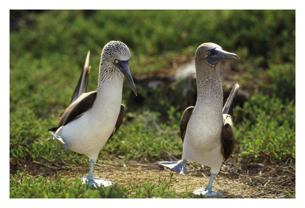 Blue-footed Booby pair performing courtship dance, Seymour Island, Galapagos Islands, Ecuador-Paper Art-32"x22"