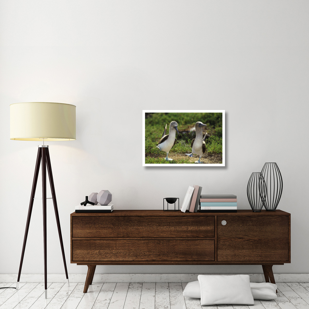 Blue-footed Booby pair performing courtship dance, Seymour Island, Galapagos Islands, Ecuador-Paper Art-32&quotx22"