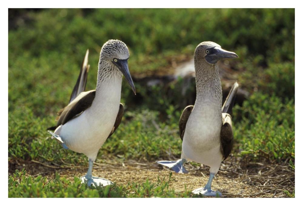 Blue-footed Booby pair performing courtship dance, Seymour Island, Galapagos Islands, Ecuador-Paper Art-38"x26"