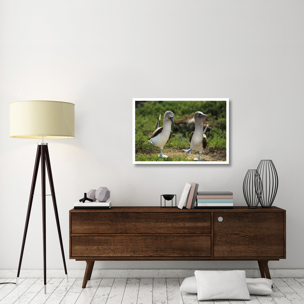 Blue-footed Booby pair performing courtship dance, Seymour Island, Galapagos Islands, Ecuador-Paper Art-38&quotx26"