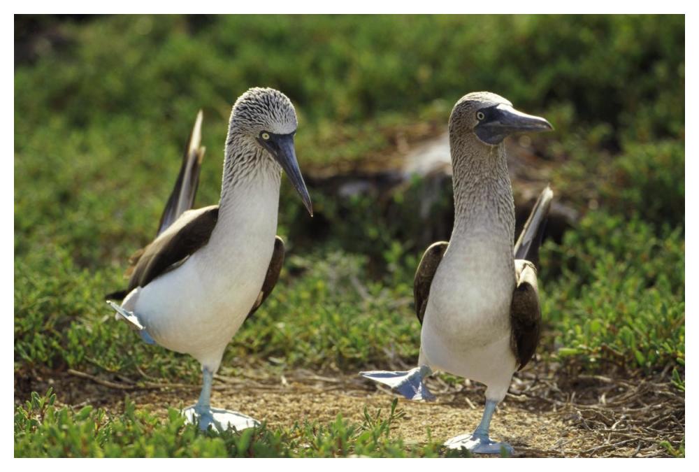 Blue-footed Booby pair performing courtship dance, Seymour Island, Galapagos Islands, Ecuador-Paper Art-50"x34"