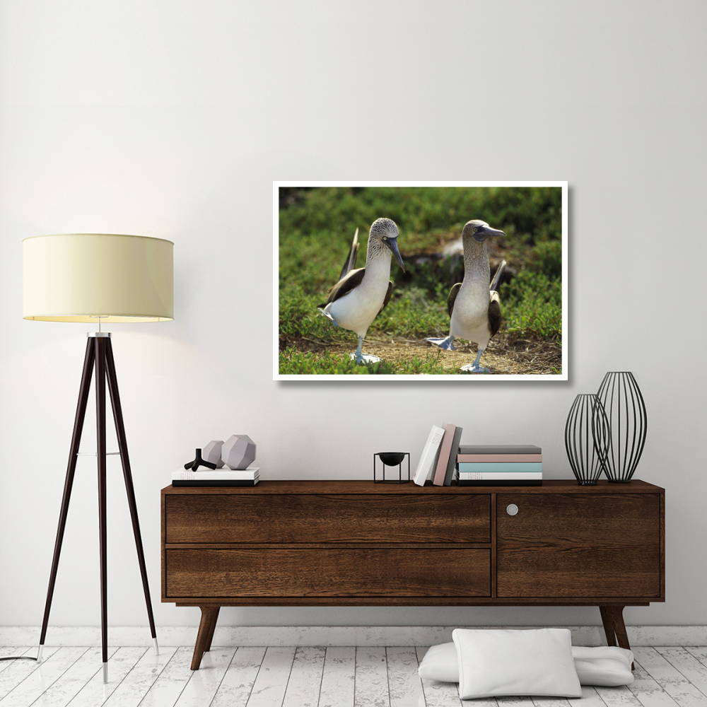 Blue-footed Booby pair performing courtship dance, Seymour Island, Galapagos Islands, Ecuador-Paper Art-50&quotx34"