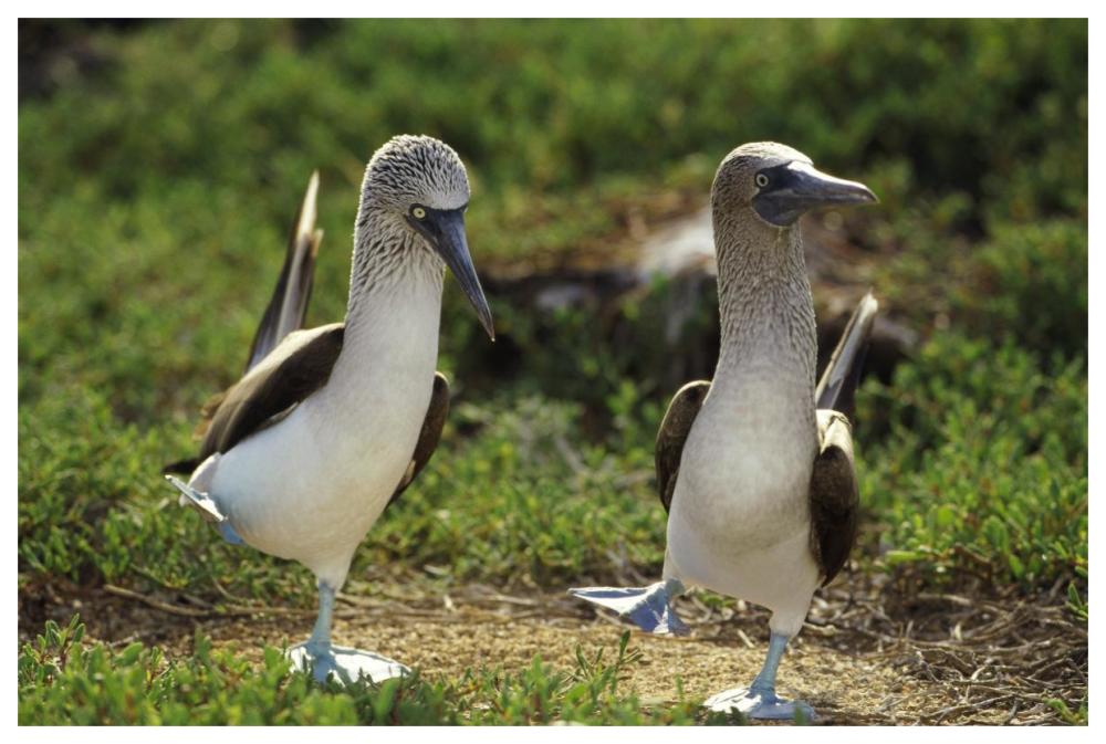 Blue-footed Booby pair performing courtship dance, Seymour Island, Galapagos Islands, Ecuador-Paper Art-62"x42"