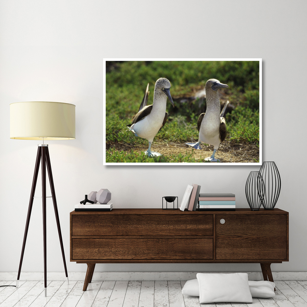 Blue-footed Booby pair performing courtship dance, Seymour Island, Galapagos Islands, Ecuador-Paper Art-62&quotx42"