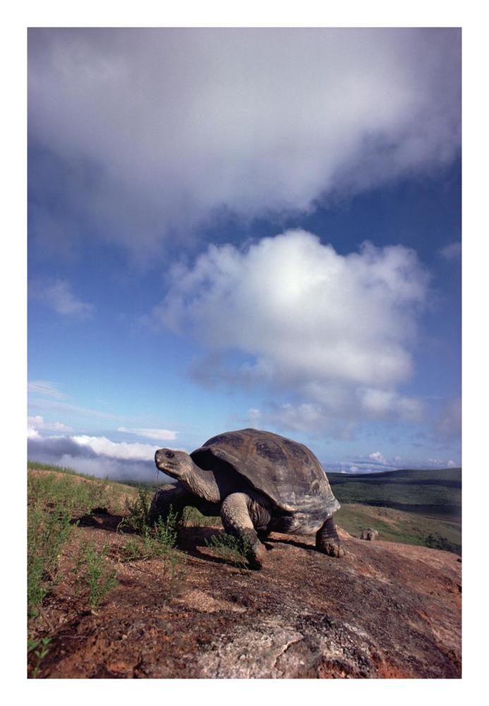 Galapagos Tortoise on caldera rim, Alcedo Volcano, Isabella Island, Galapagos Islands, Ecuador-Paper Art-18"x26"