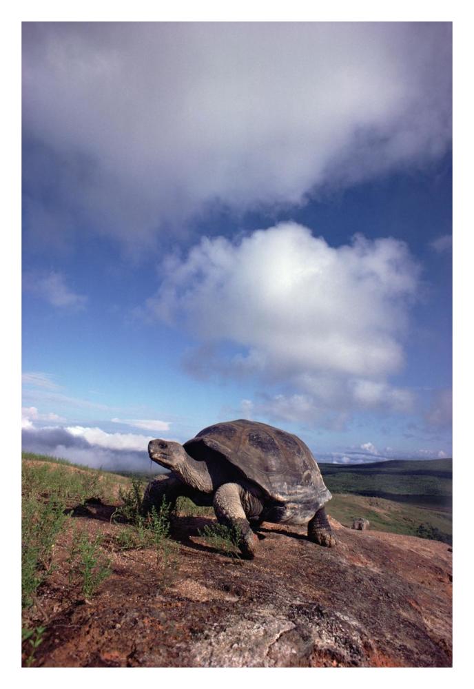 Galapagos Tortoise on caldera rim, Alcedo Volcano, Isabella Island, Galapagos Islands, Ecuador-Paper Art-22"x32"