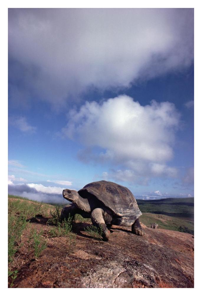 Galapagos Tortoise on caldera rim, Alcedo Volcano, Isabella Island, Galapagos Islands, Ecuador-Paper Art-26"x38"