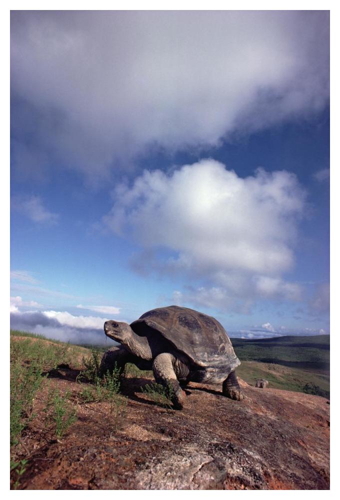 Galapagos Tortoise on caldera rim, Alcedo Volcano, Isabella Island, Galapagos Islands, Ecuador-Paper Art-34"x50"