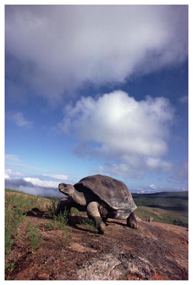 Galapagos Tortoise on caldera rim, Alcedo Volcano, Isabella Island, Galapagos Islands, Ecuador-Paper Art-42"x62"