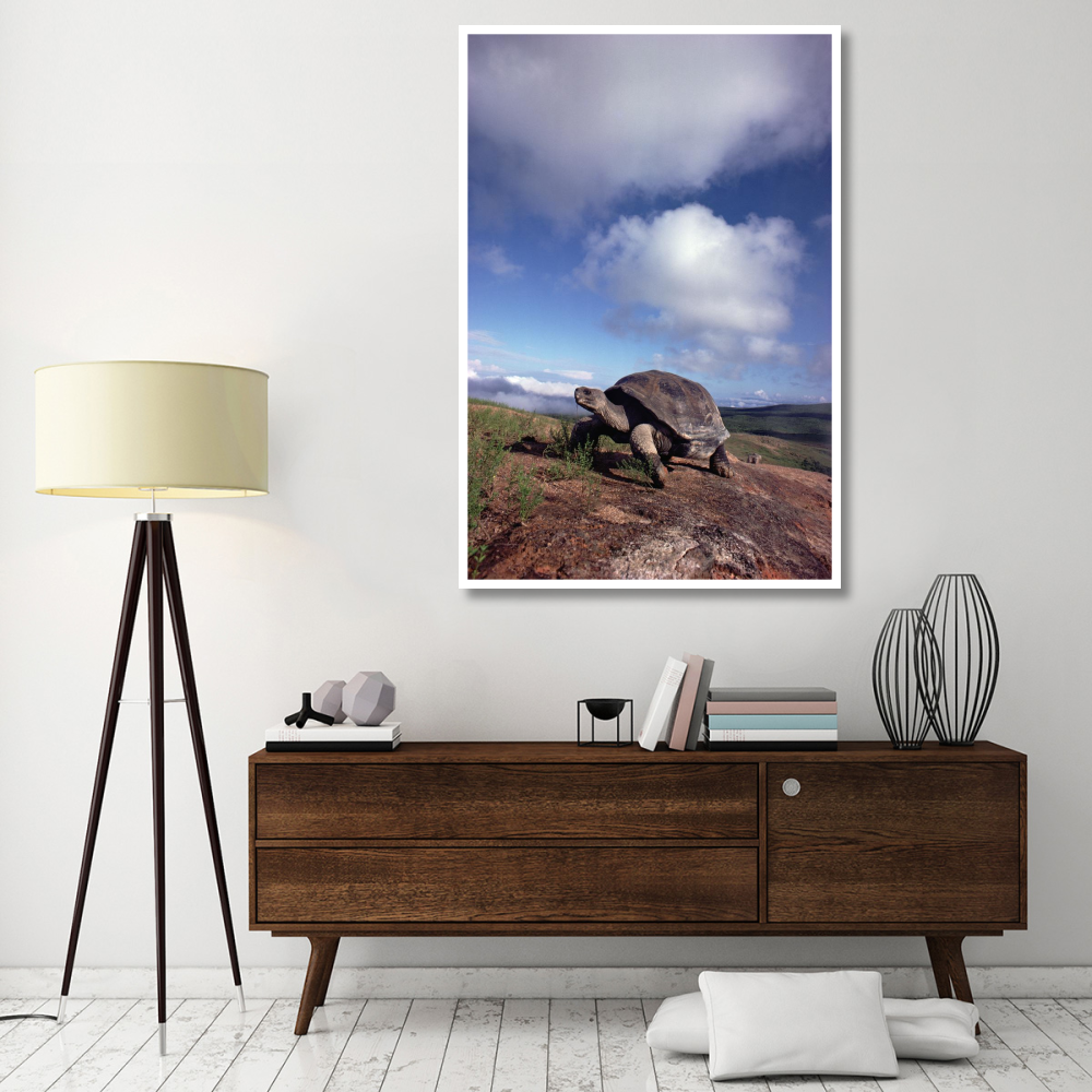 Galapagos Tortoise on caldera rim, Alcedo Volcano, Isabella Island, Galapagos Islands, Ecuador-Paper Art-42&quotx62"