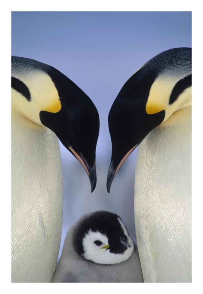 Emperor Penguin parents greeting chick, Atka Bay, Princess Martha Coast, Weddell Sea, Antarctica-Paper Art-18"x26"