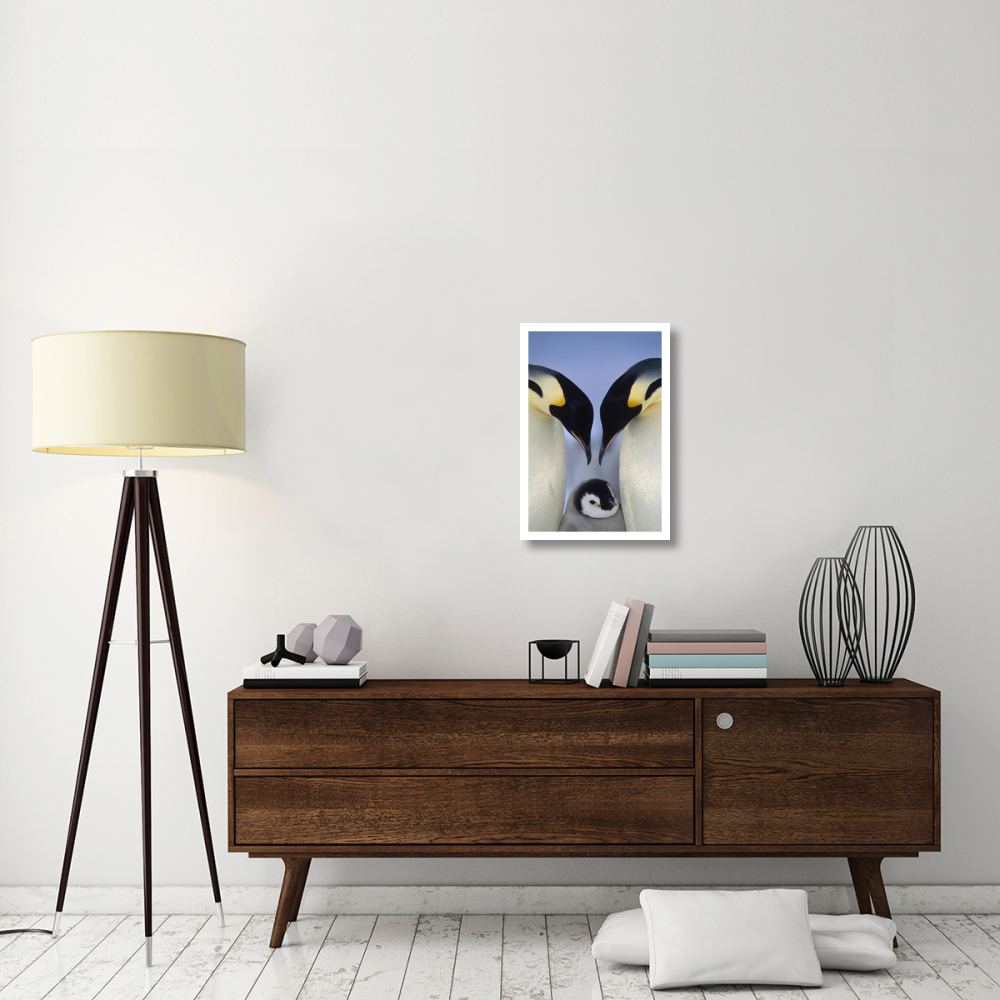 Emperor Penguin parents greeting chick, Atka Bay, Princess Martha Coast, Weddell Sea, Antarctica-Paper Art-18&quotx26"